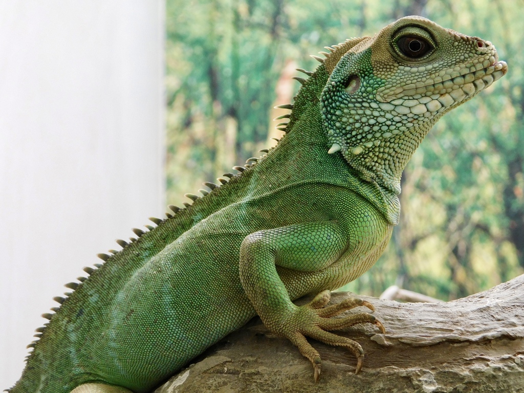 インドシナウォータードラゴン(野毛山動物園)