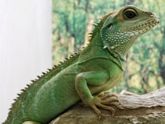 インドシナウォータードラゴン(野毛山動物園)