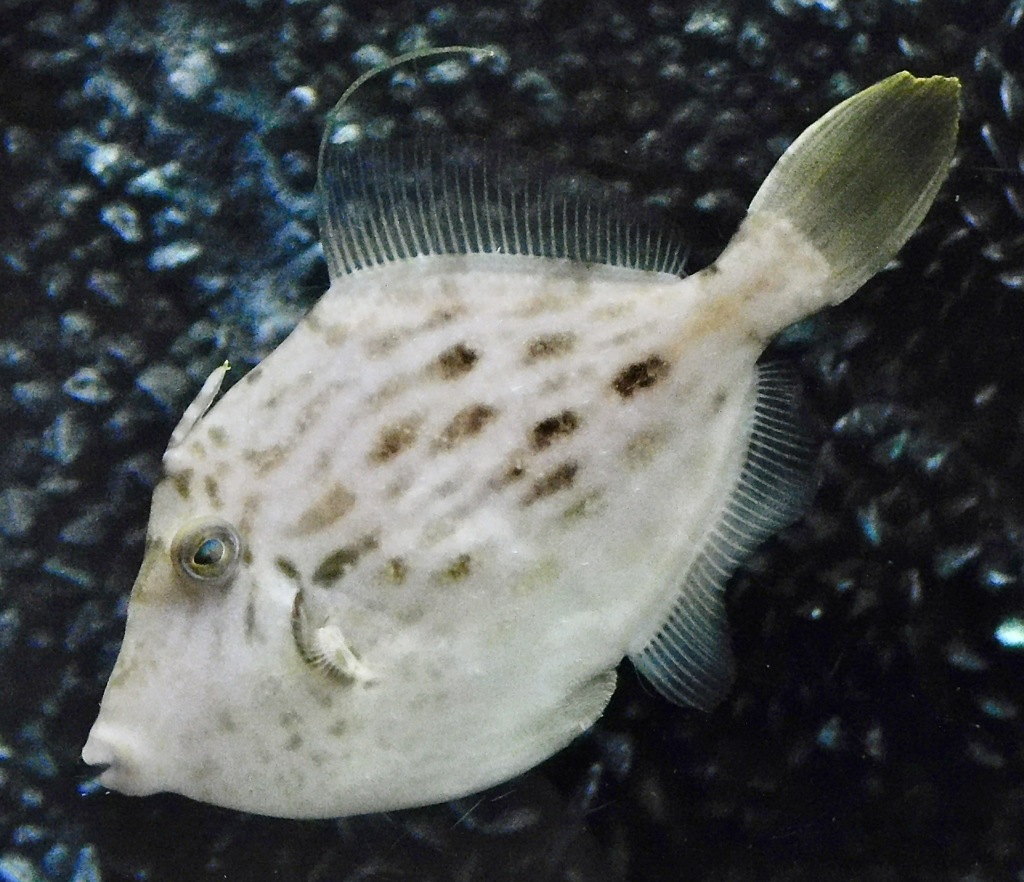カワハギ(しながわ水族館)