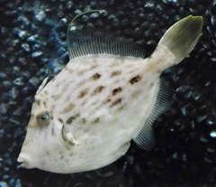 カワハギ(しながわ水族館)