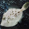 カワハギ(しながわ水族館)