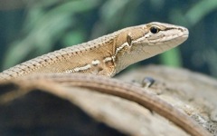 ニホンカナヘビ(野毛山動物園)