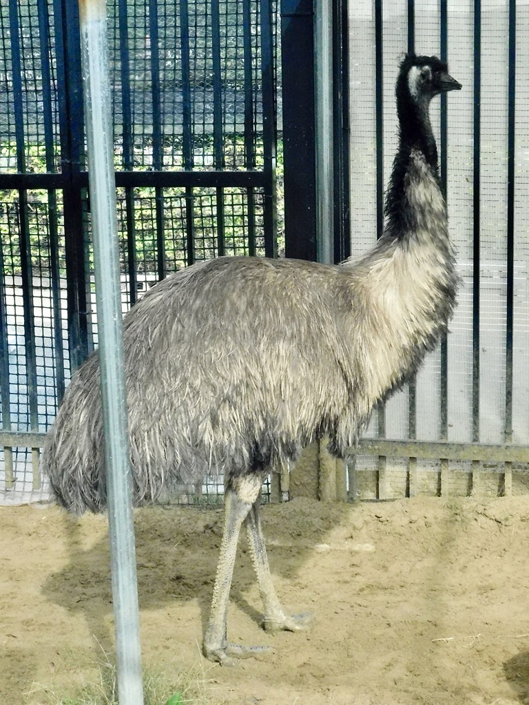 エミュー(上野動物園)