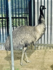 エミュー(上野動物園)