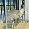 エミュー(上野動物園)