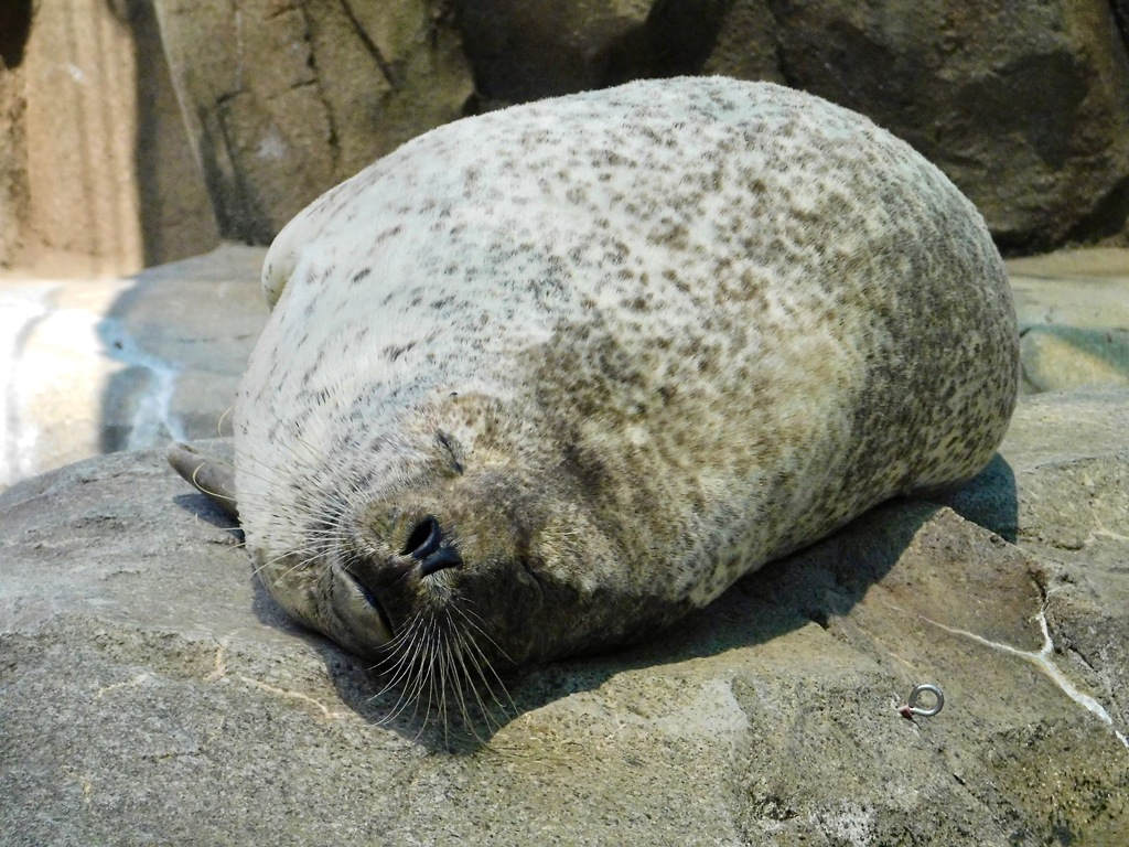 寝ているゴマフアザラシ(神戸どうぶつ王国)