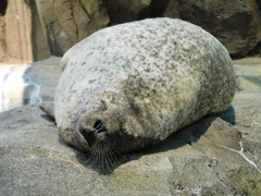 寝ているゴマフアザラシ(神戸どうぶつ王国)