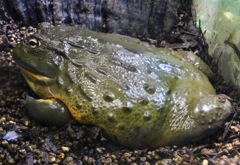 アフリカウシガエル(カワスイ　川崎水族館)