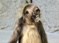 ジェフロイクモザル(江戸川区自然動物園)