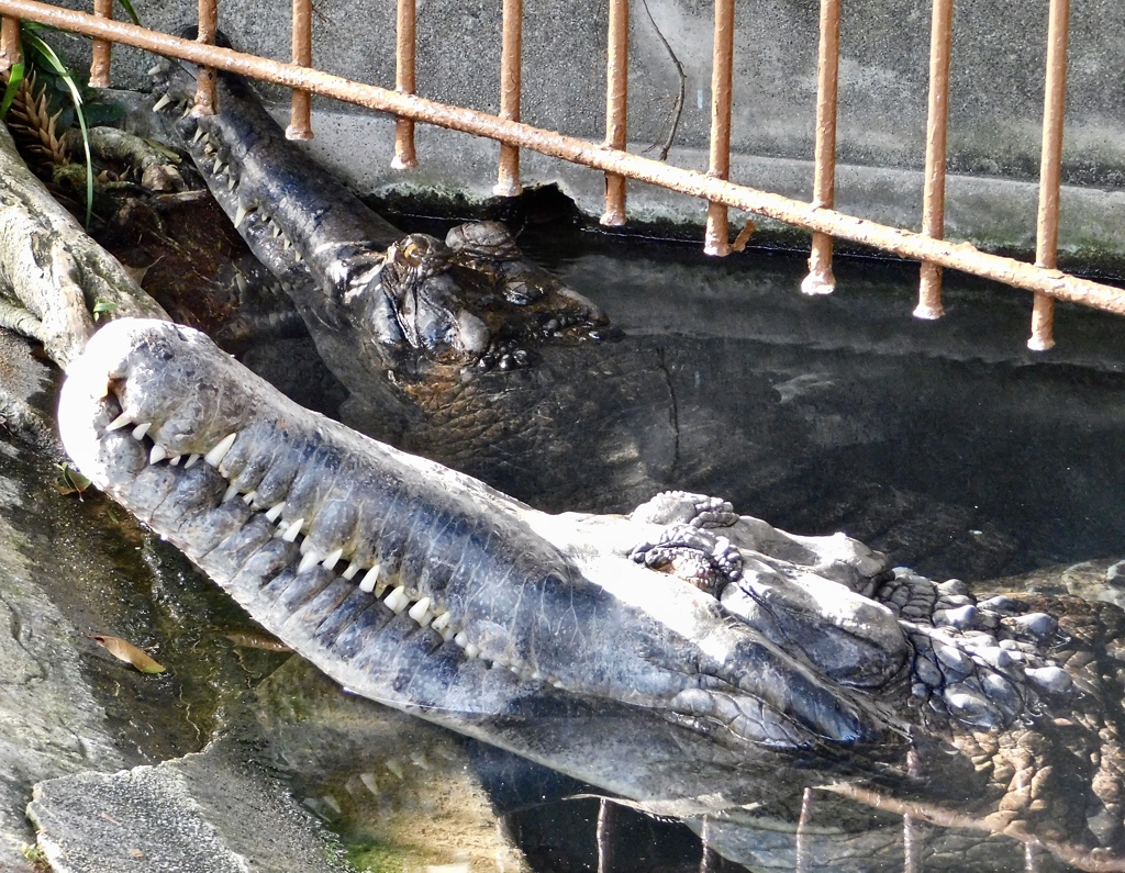 2頭のマレーガビアル(熱川バナナワニ園)