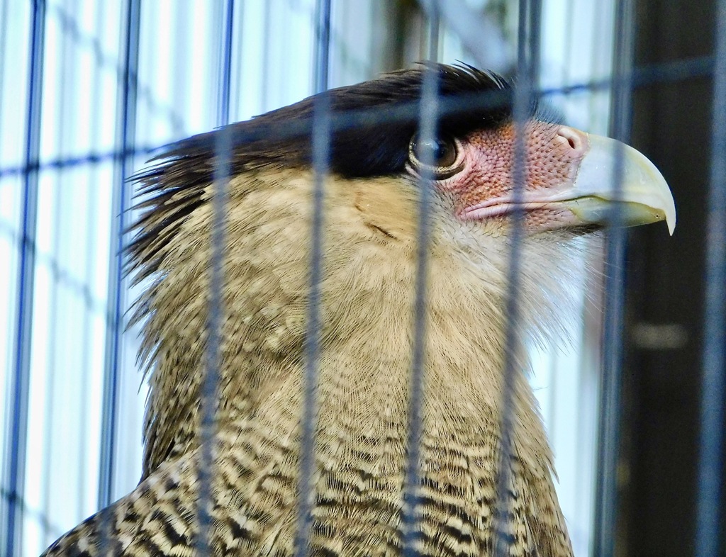 カンムリカラカラ(江戸川区自然動物園)