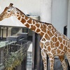 キリン(野毛山動物園)