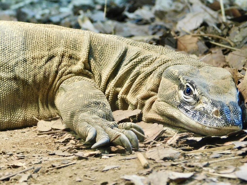 ローゼンバーグオオトカゲ(天王寺動物園)