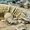 ローゼンバーグオオトカゲ(天王寺動物園)