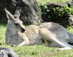 メスのオオカンガルー(金沢動物園)