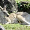 メスのオオカンガルー(金沢動物園)