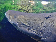 ピラルク(足立区生物園)