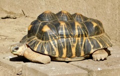 ホウシャガメ(夢見ヶ崎動物公園)