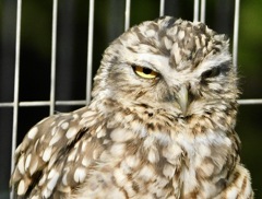 アナホリフクロウ(江戸川区自然動物園)