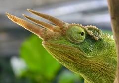 ジャクソンカメレオン(カワスイ　川崎水族館)