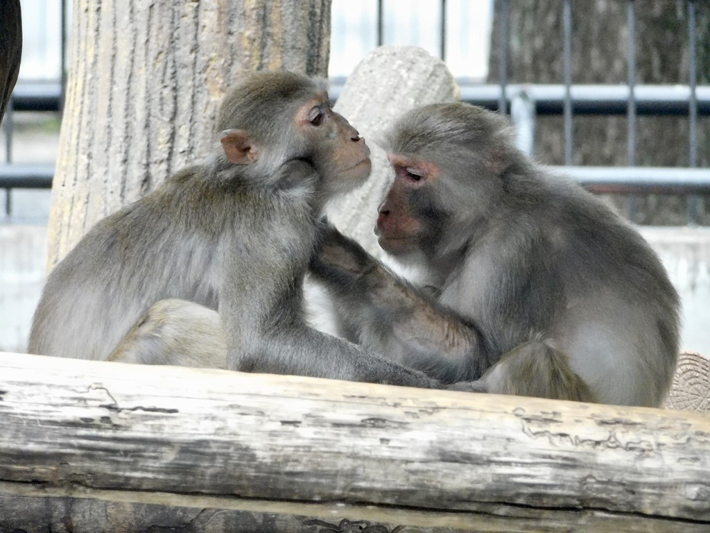 毛繕いをするアカゲザル(井の頭自然文化園)