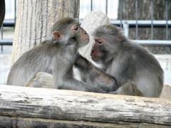 毛繕いをするアカゲザル(井の頭自然文化園)