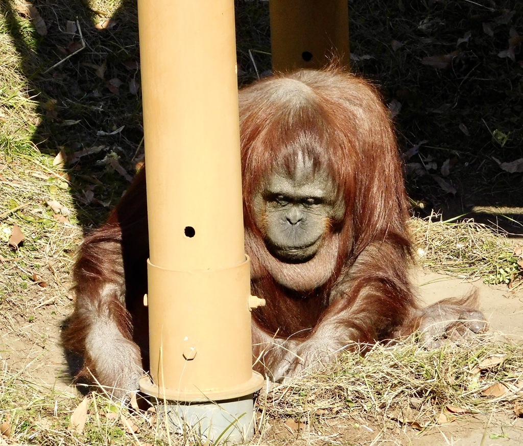 ボルネオオランウータン(多摩動物公園)