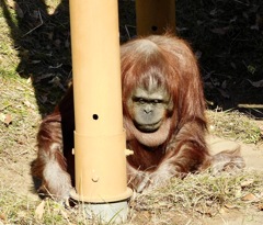 ボルネオオランウータン(多摩動物公園)