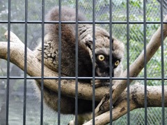 ブラウンキツネザル(夢見ヶ崎動物公園)