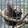 ブラウンキツネザル(夢見ヶ崎動物公園)