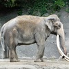 インドゾウ(金沢動物園)