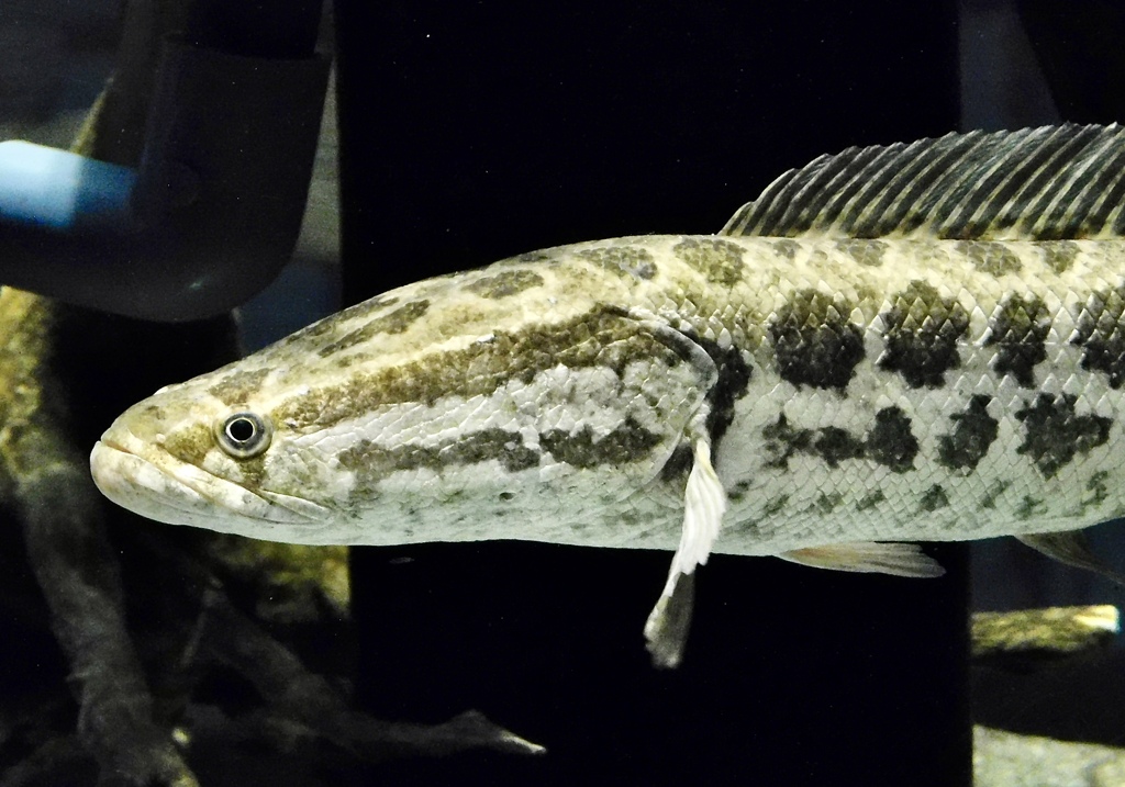 カムルチー(カワスイ　川崎水族館)