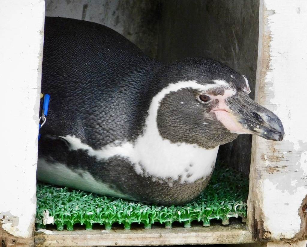 フンボルトペンギン(井の頭自然文化園)