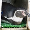 フンボルトペンギン(井の頭自然文化園)