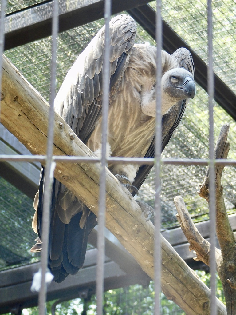 コシジロハゲワシ(上野動物園)
