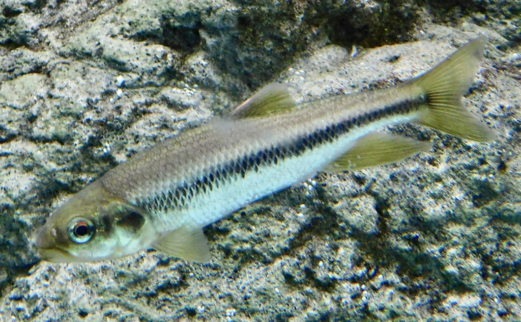 カワムツ(しながわ水族館)
