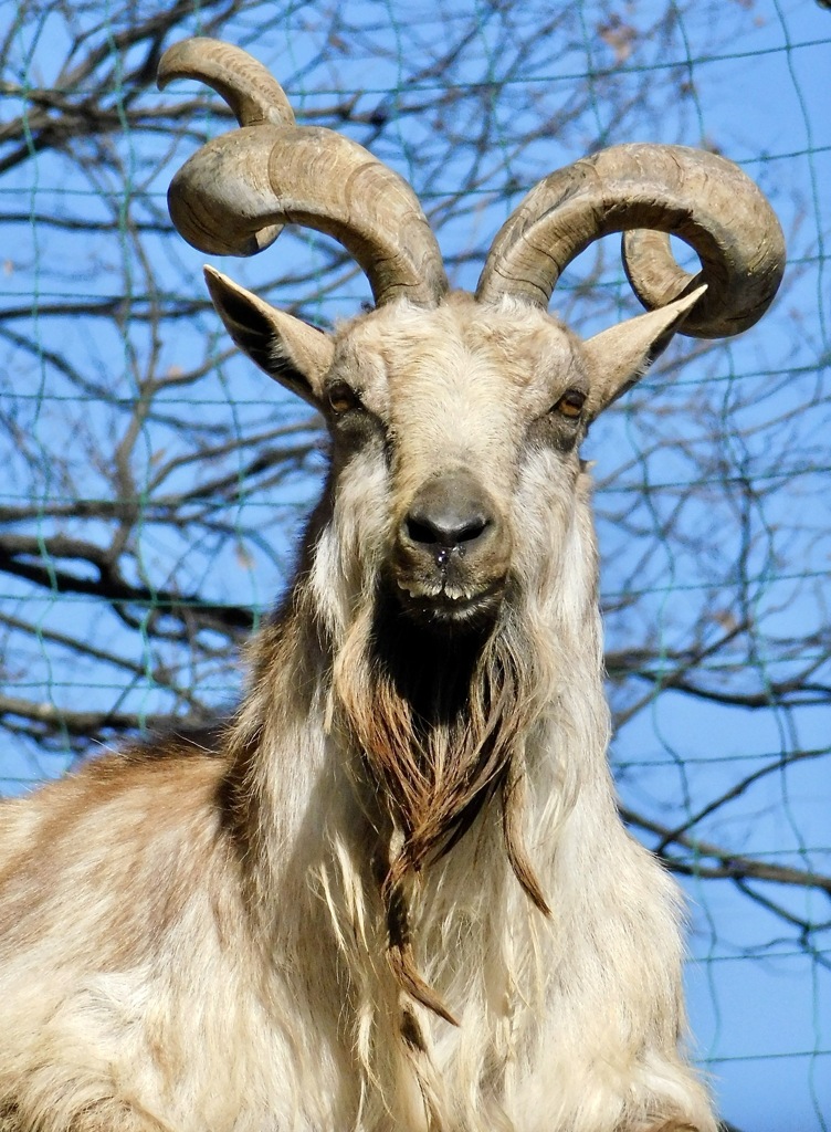 マーコール(夢見ヶ崎動物公園)