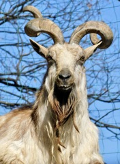 マーコール(夢見ヶ崎動物公園)