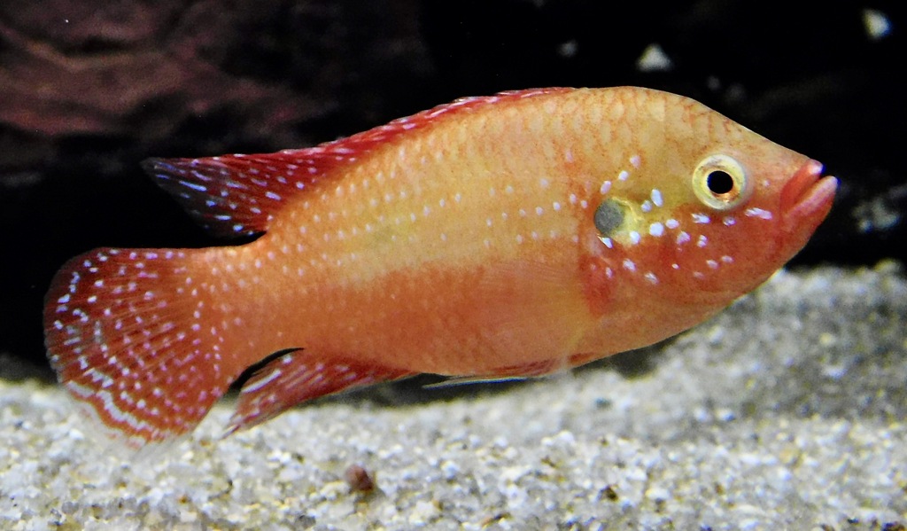 レッドジュエルシクリッド(カワスイ　川崎水族館)