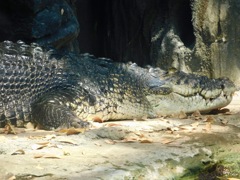 イリエワニ(上野動物園)