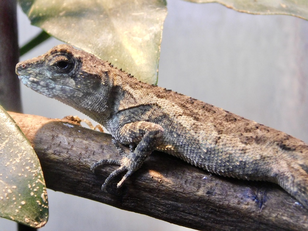 サキシマキノボリトカゲ(足立区生物園)