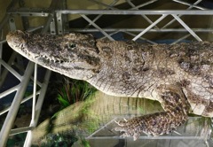 セベクワニの剥製(国立科学博物館)