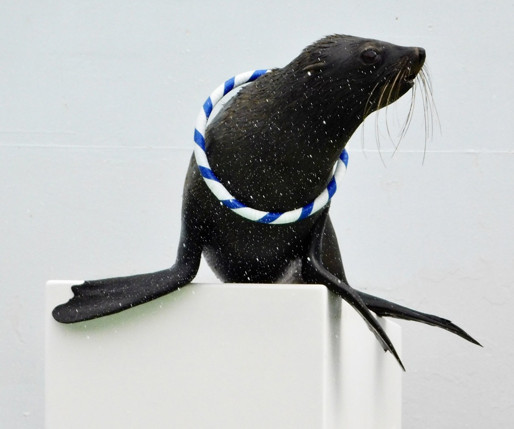 ミナミアメリカオットセイ(しながわ水族館)