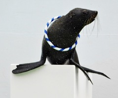 ミナミアメリカオットセイ(しながわ水族館)