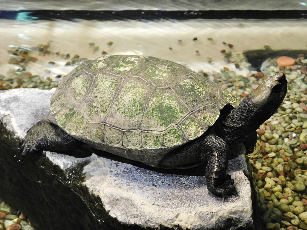 ニホンイシガメ(上野動物園)