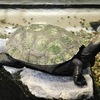 ニホンイシガメ(上野動物園)