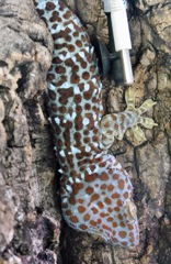 トッケイヤモリ(板橋区立熱帯環境植物館)