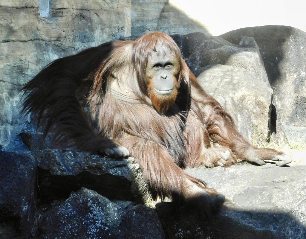 ボルネオオランウータン(多摩動物公園)