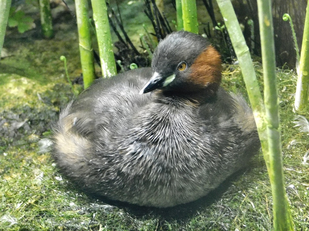 カイツブリ(井の頭自然文化園)