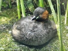 カイツブリ(井の頭自然文化園)